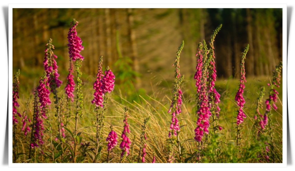 Foxgloves in a meadow at sundown.