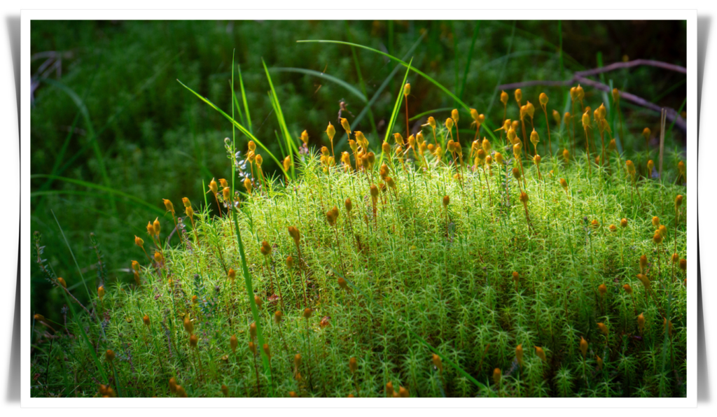 The top of a sunlit tuffet of haircap moss in the forest, with little blades of grass poking through it.