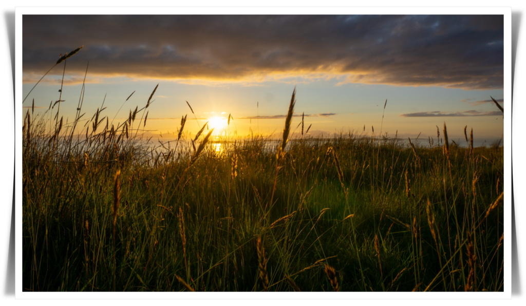 Grasses backlit by sunlight in late evening. Beyond the meadow, you can see a thin sliver of ocean, an island on the horizon, and the sun, low in the sky.