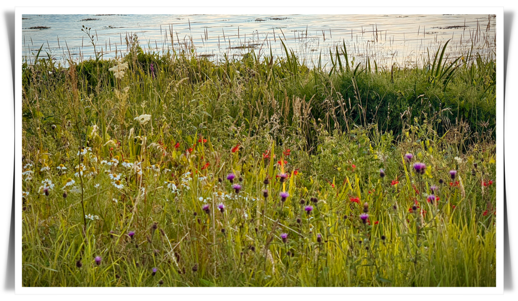 Wildflowers and grass in the foreground, with water in the background.